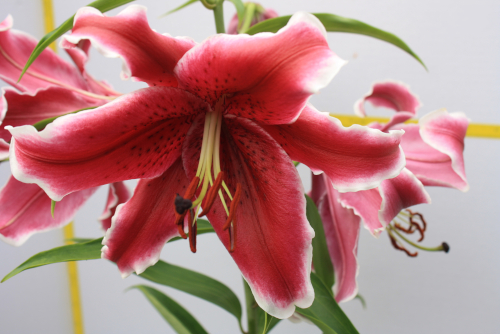 Zorro Lilium