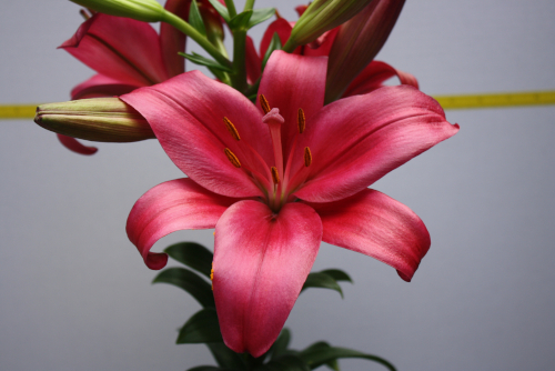 Asiatic Lily